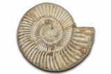 Jurassic Ammonite (Perisphinctes) Fossil - Madagascar #337698-1